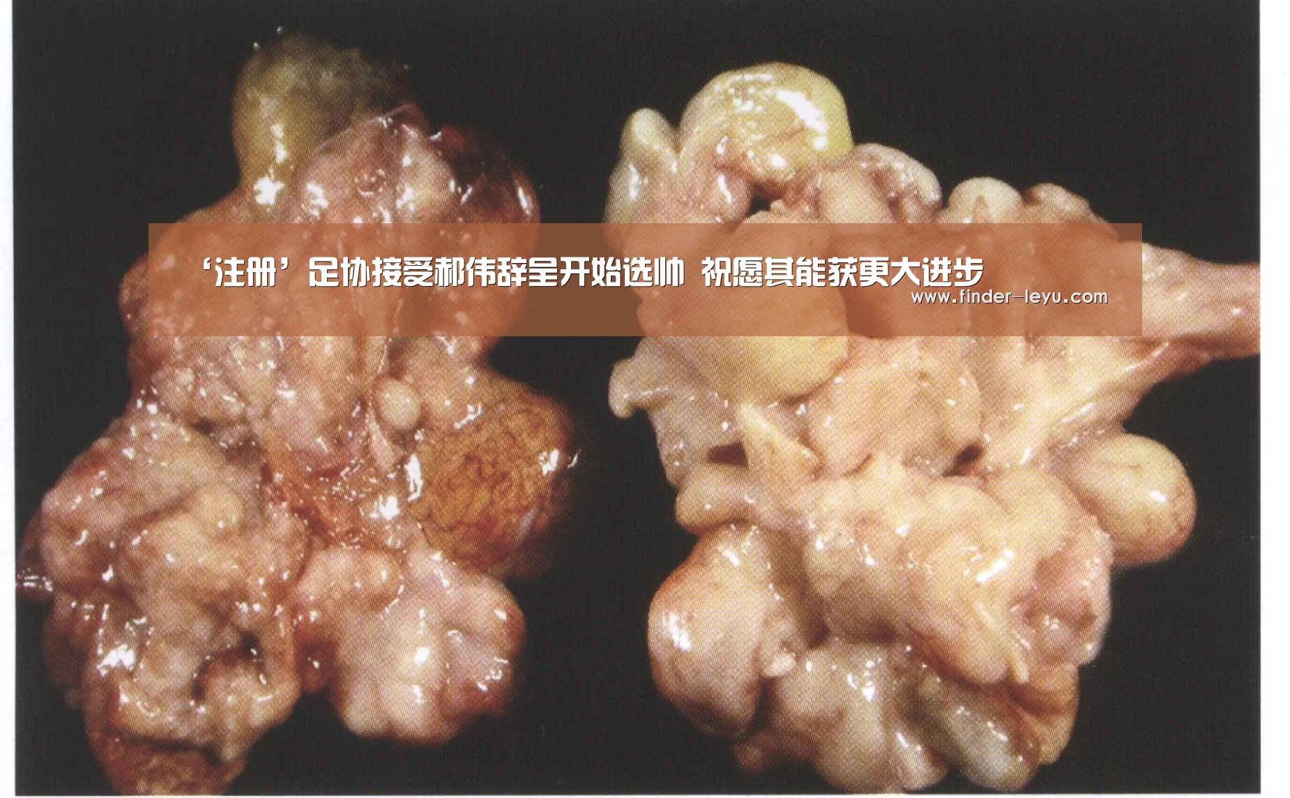 ‘注册’足协接受郝伟辞呈开始选帅 祝愿其能获更大进步(图2) 乐鱼体育在线登陆